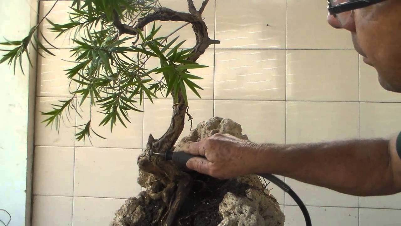 Escova de Garrafa (Calistemon) - Penjing