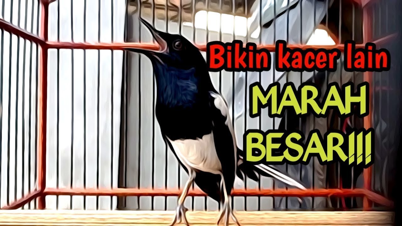 PANCINGAN KACER GACOR bUKA EKOR, SEKALI DENGAR KACER LAIN LANGSUNG EMOSI NYAUT ON KONSLET