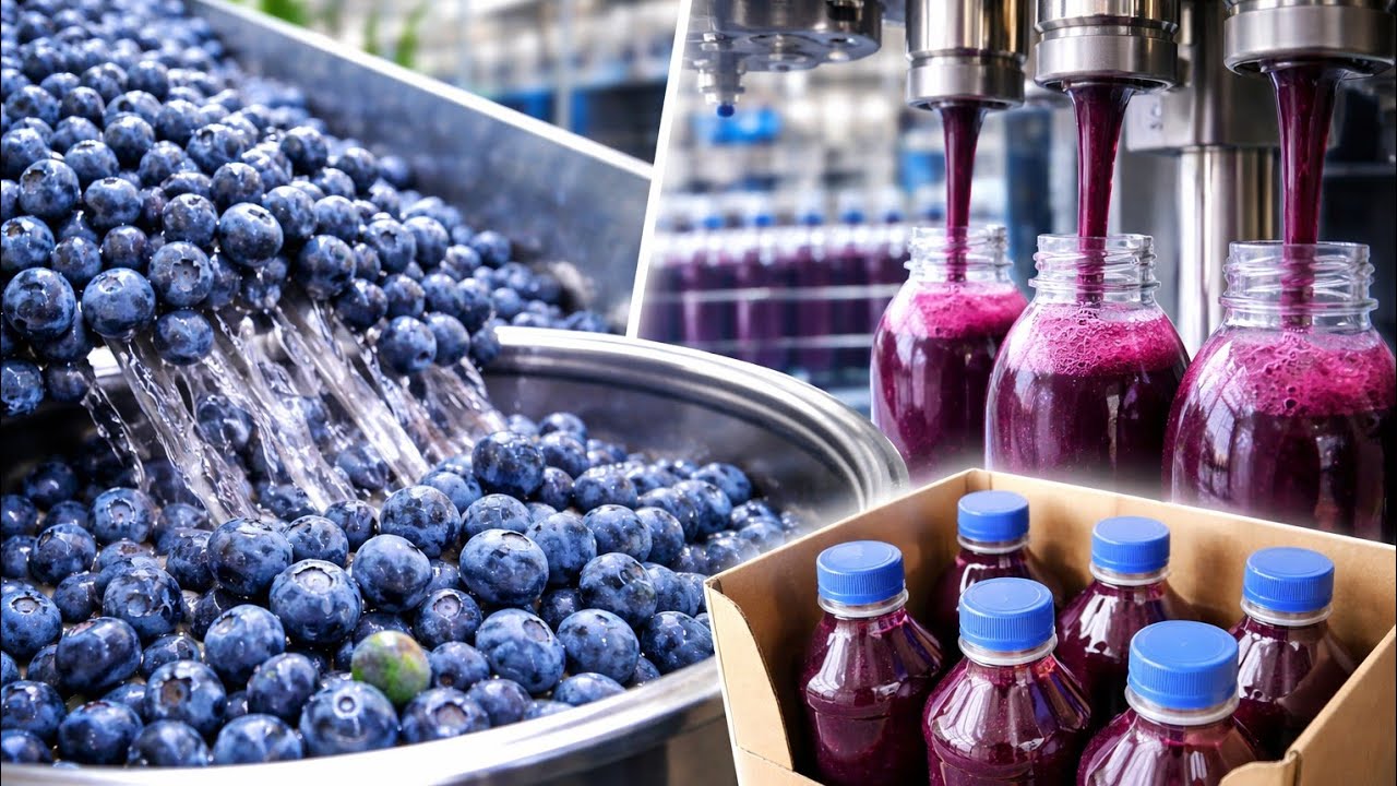 How Blueberries Are Turned Into Juice Using Modern Machines 