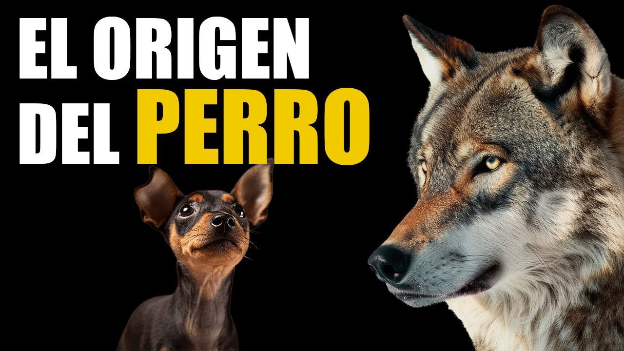 El ORIGEN de los PERROS | ¿De lobo a caniche? 🐺➡️🐶