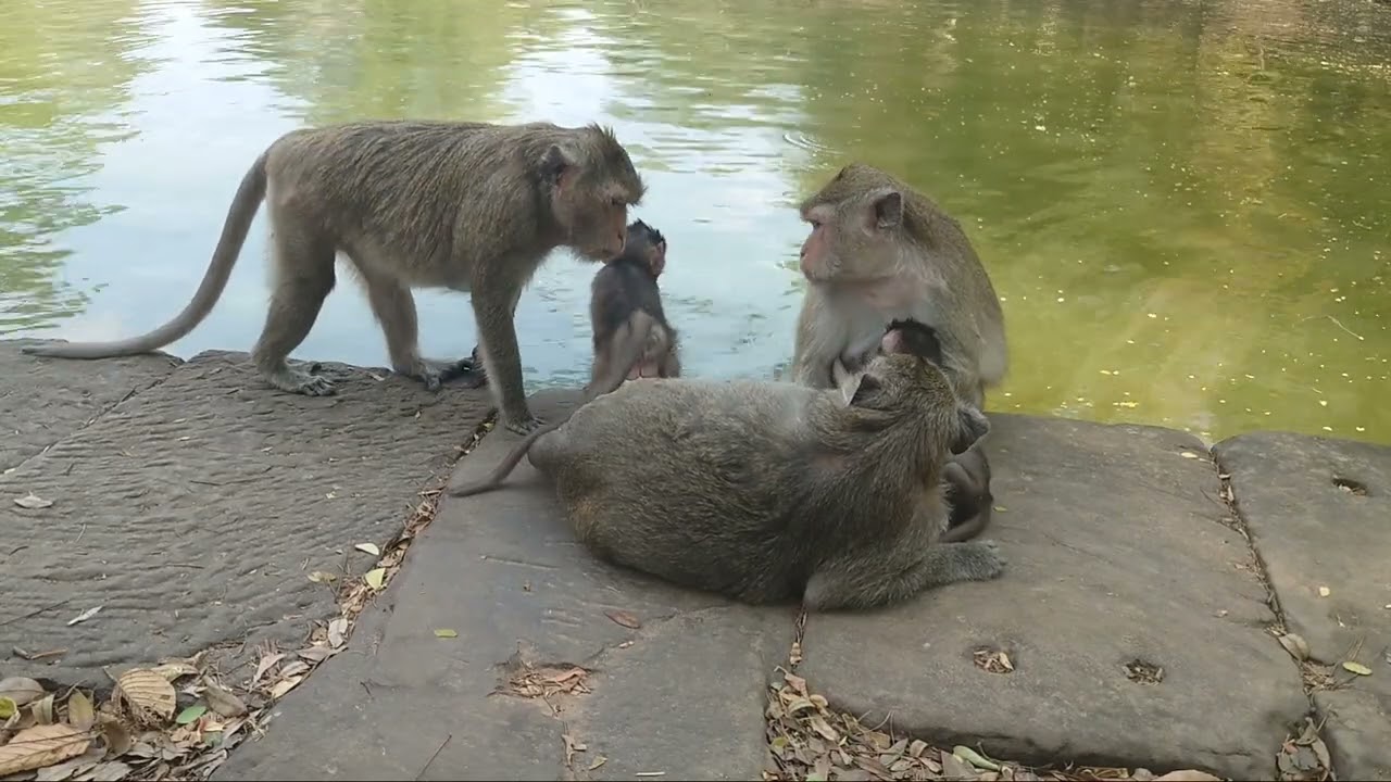 Relaxing monkey on river bank that nature water keep in clear and cover by sandstone. 06