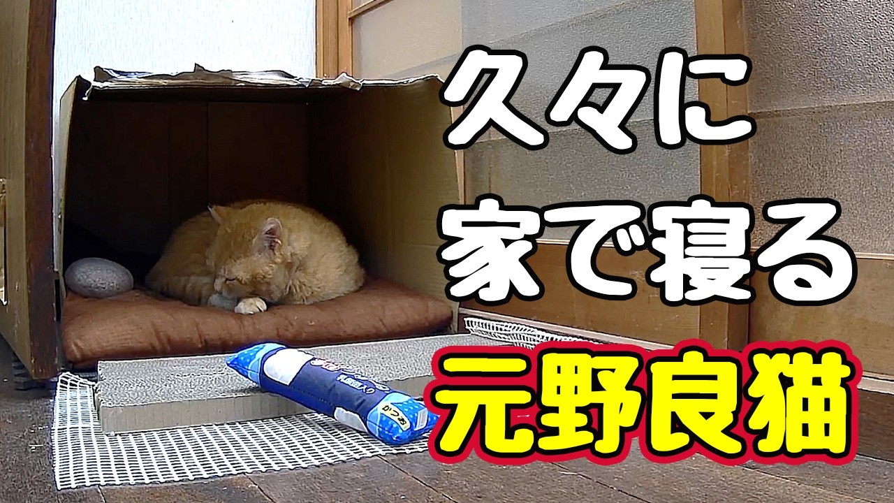 パトロール 過酷な様です&hellip;【元野良猫】【野良猫】【獣】