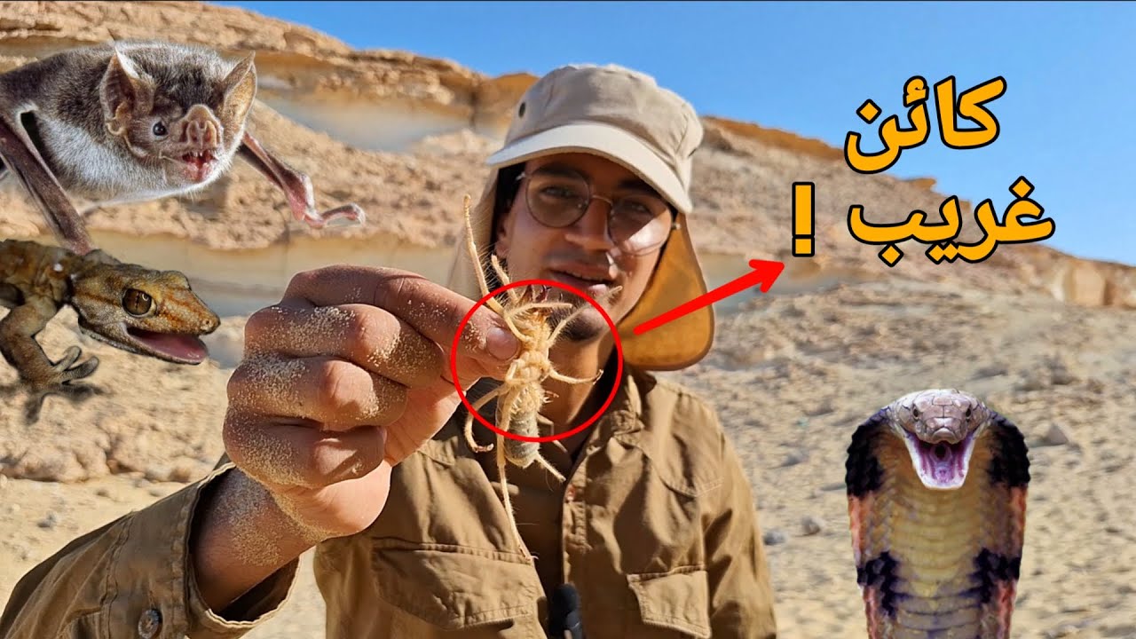 الحياة البرية في الفيوم _ الجزء الأول ( إستكشاف قصر قارون )