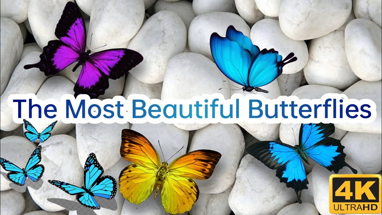 The Most Beautiful Butterflies on planet earth | 4K Ultra HD