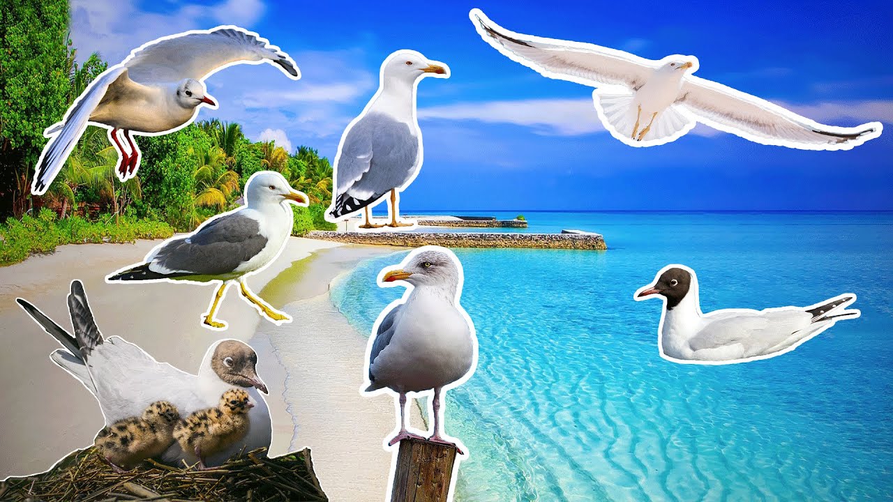 Gaivotas!!! - Sons e Curiosidades | 🌎🎼🎵🎶
