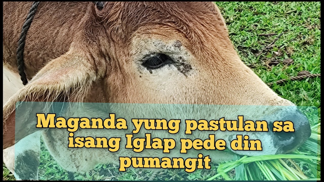 Biglang Nasira, Mula sa Great  biglang..,... 🥹