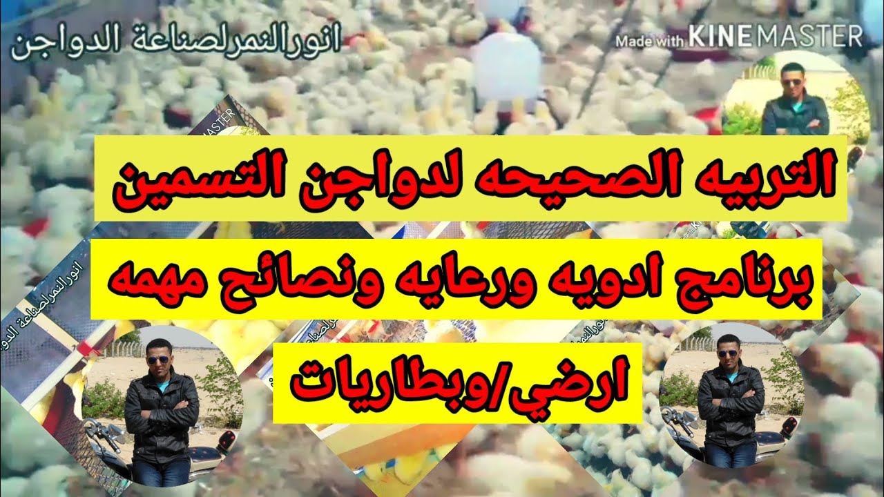 الطريقه الصحيحه لتربيه دواجن التسمين من برنامج ادويه ورعايه و ونصائح مهمه للتربيه انور النمر لصناعه