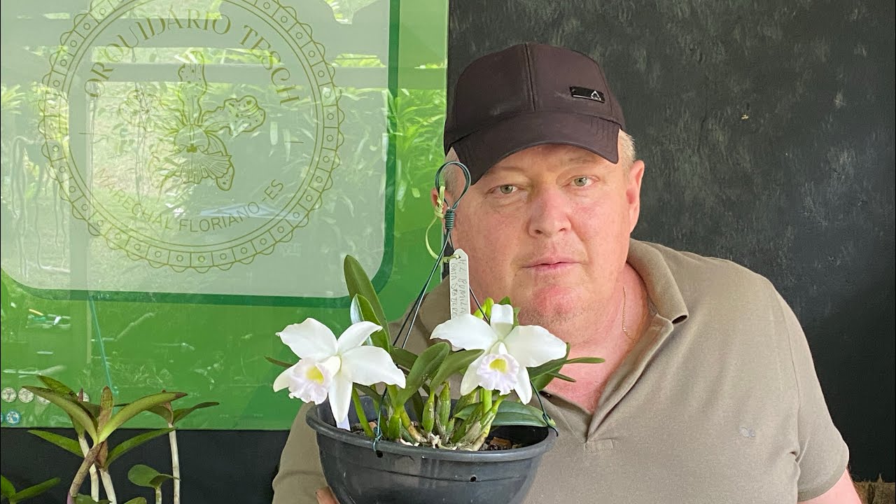 Orquídeas Floridas à Venda | NOVIDADES!