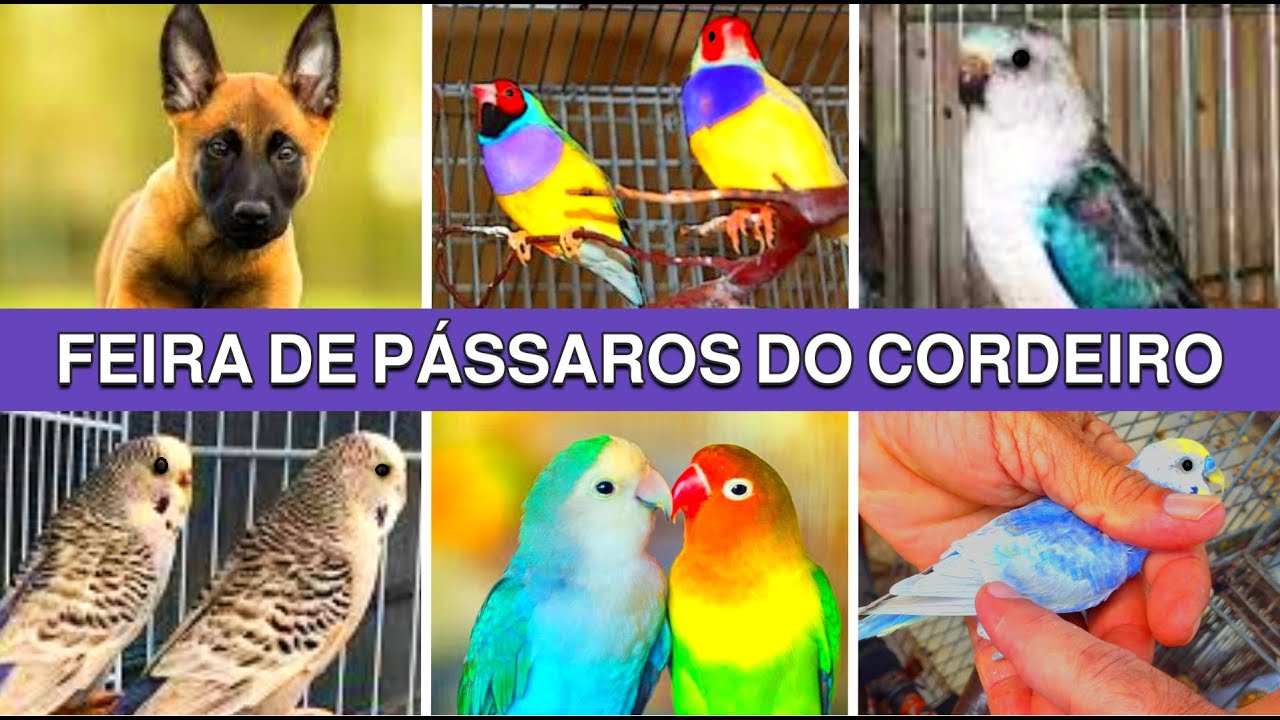 Feira de Pássaros e Gaiolas do Cordeiro  PARTE  2 #passaros #criarpassaros #feiralivre