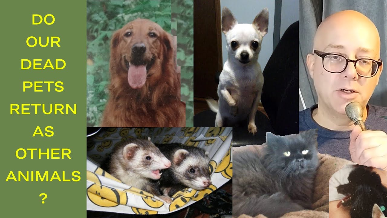Do Our Dead Pets Return as Other Animals and Visit Us After they Die? Animal Possessions - #animals