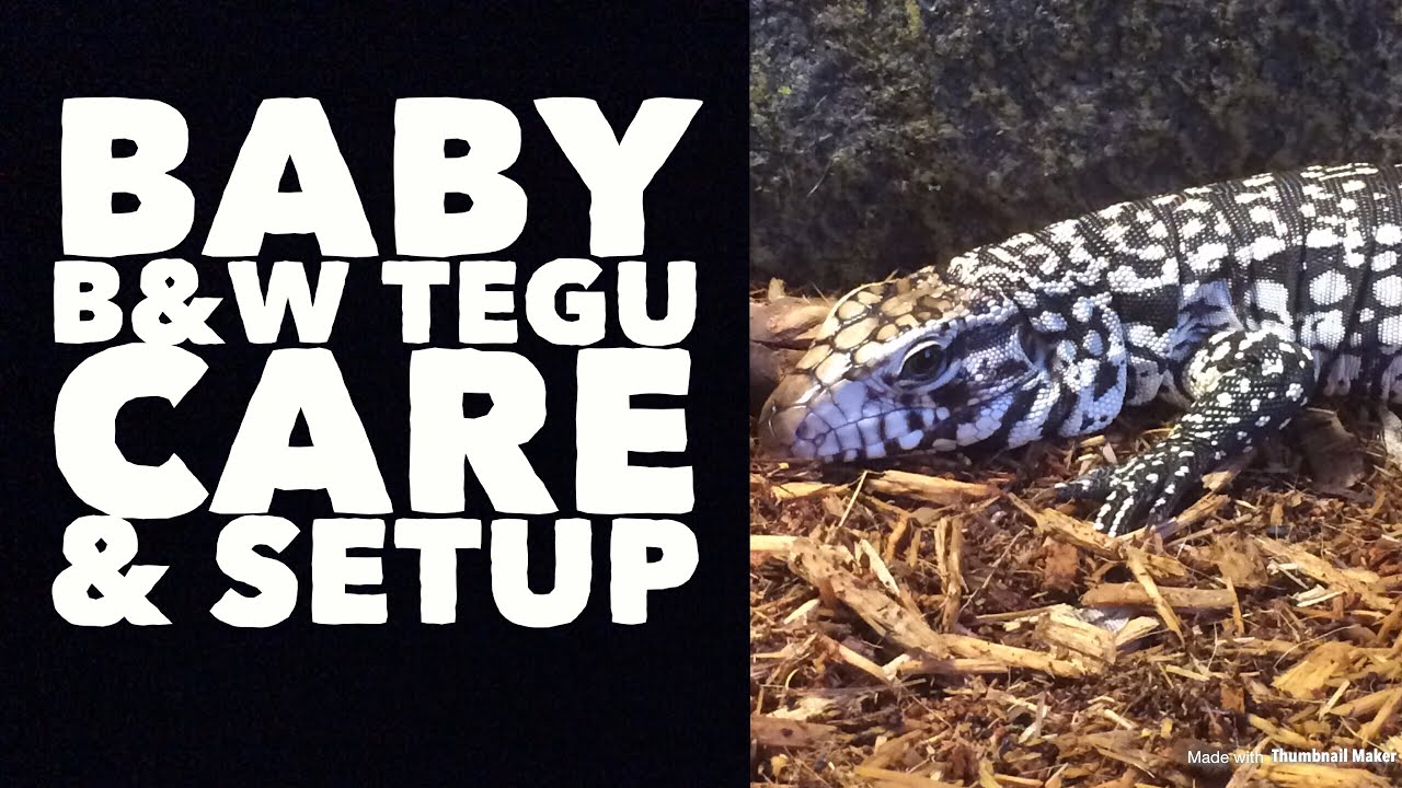 Baby Argentine Tegu Species: Care & Setup