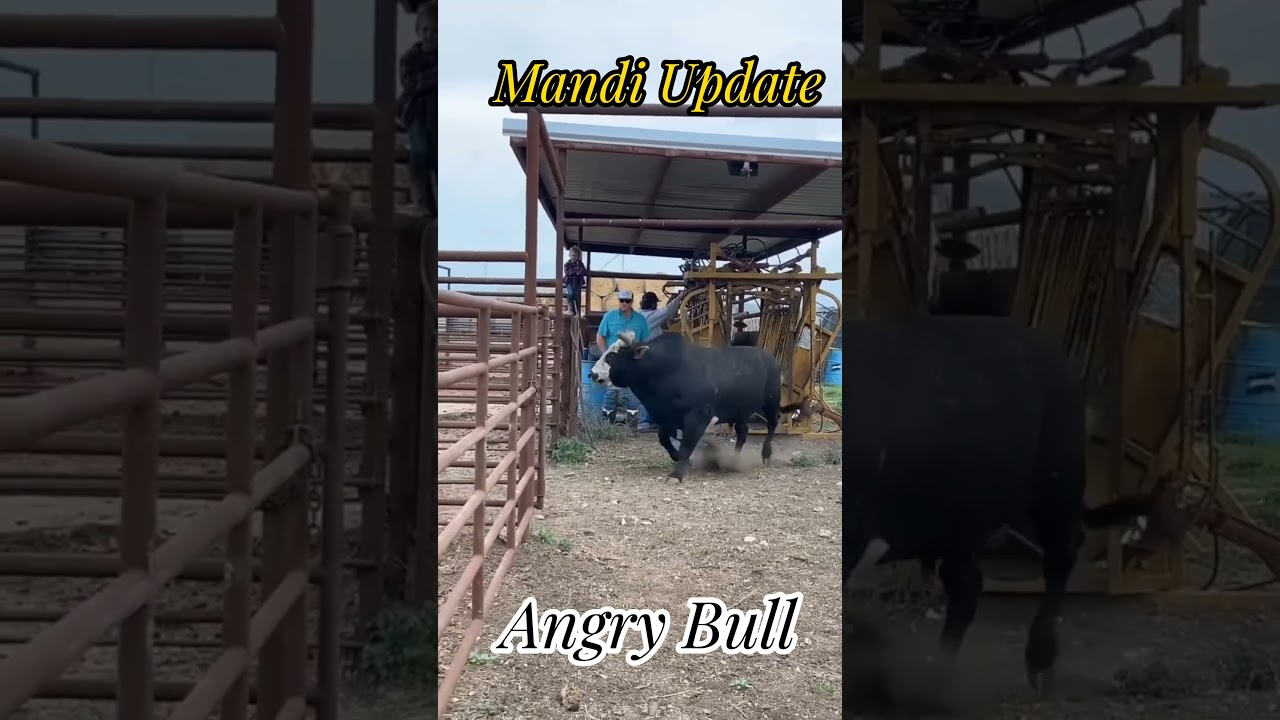 Angry Bull 🐂🐂🐂😱😱😱 |Mandi Update| #shortsfeed #ytshorts #shorts