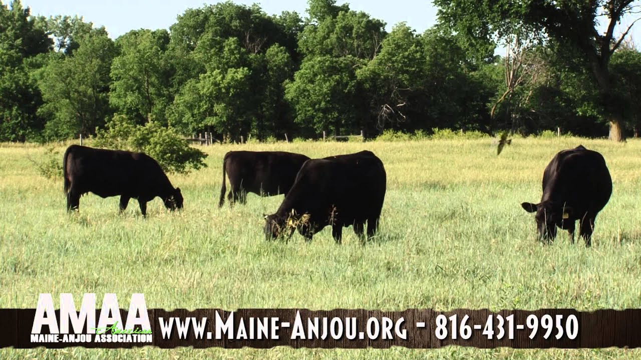 Why Maine-Anjou?