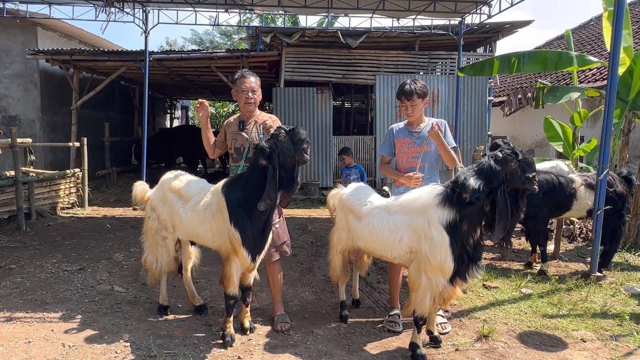 KAMBING RAKSASA SA PASAR KAMBING MURAH, harga dari 1,5jt free Ongkir 🔥