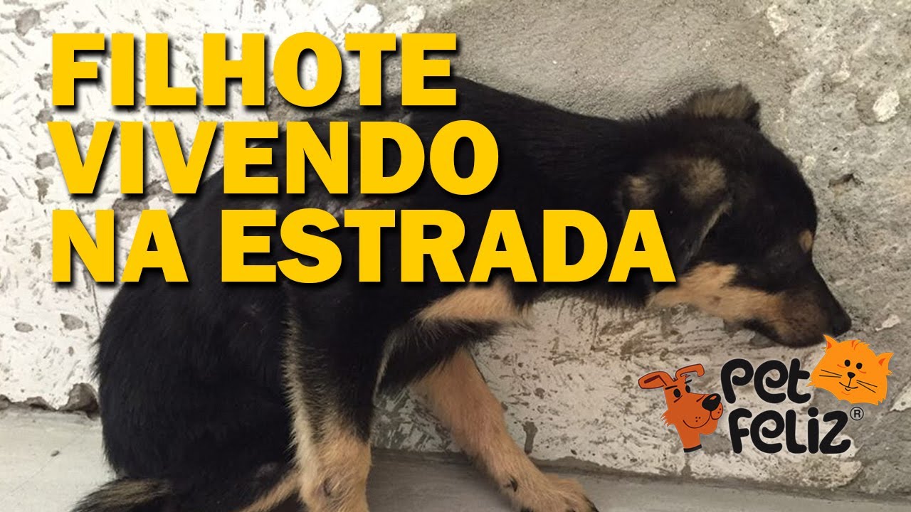 FILHOTE FÊMEA, VIDA DE CÃO SELVAGEM RESGATADA AO LADO DOS IRMAOS ATROPELADOS EM RODOVIA, Petfeliz.