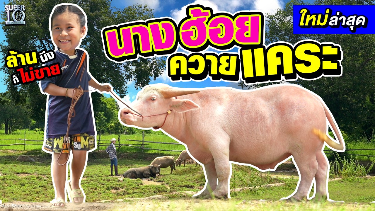 1 ล้าน ก็ไม่ขาย! เพราะควายคือเพื่อน #น้องใบเฟิร์น เด็กเลี้ยงควายแคระ มิตรภาพต่างสายพันธุ์ | SUPER10