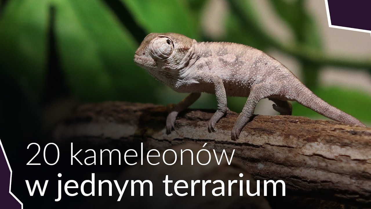 20 KAMELEON&Oacute;W LAMPARCICH W JEDNYM TERRARIUM
