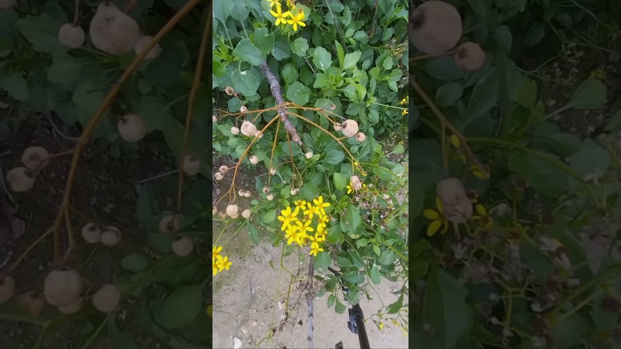 Naturaleza con sonidos de pájaros / Nature with birds sounds #flowers #asmrsounds #nature