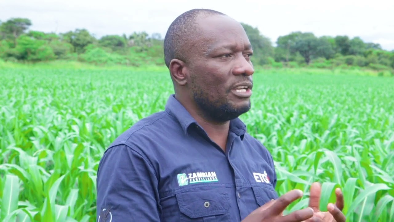 Timing is Everything: Top-Dressing Fertilizer in Maize