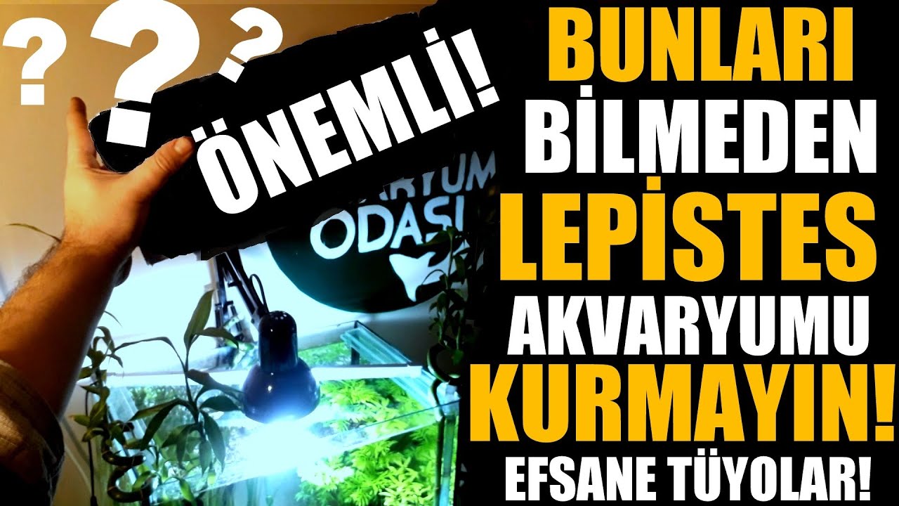BUNLARI BİLMEDEN LEPİSTES AKVARYUMU KURMAYIN!