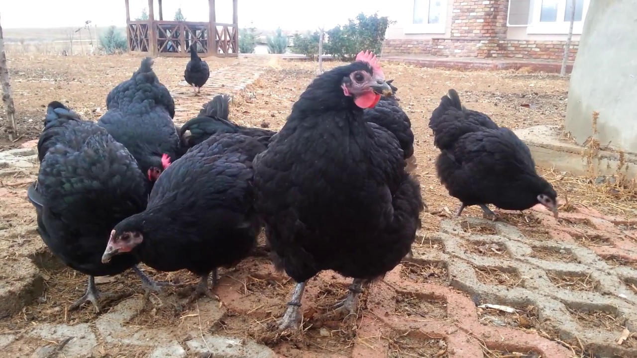Avustralya , Australorp Horoz, Tavuk ve Yarka