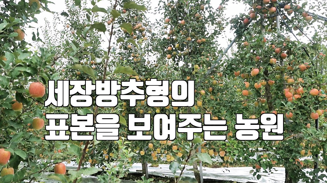 세장방추형의 표본을 보여주는 농원