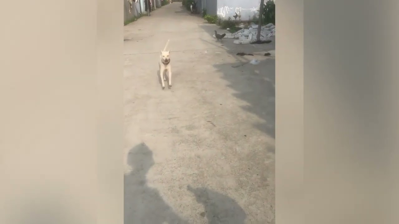 Animales graciosos que instantáneamente cambiarán tu humor para mejor ♥
