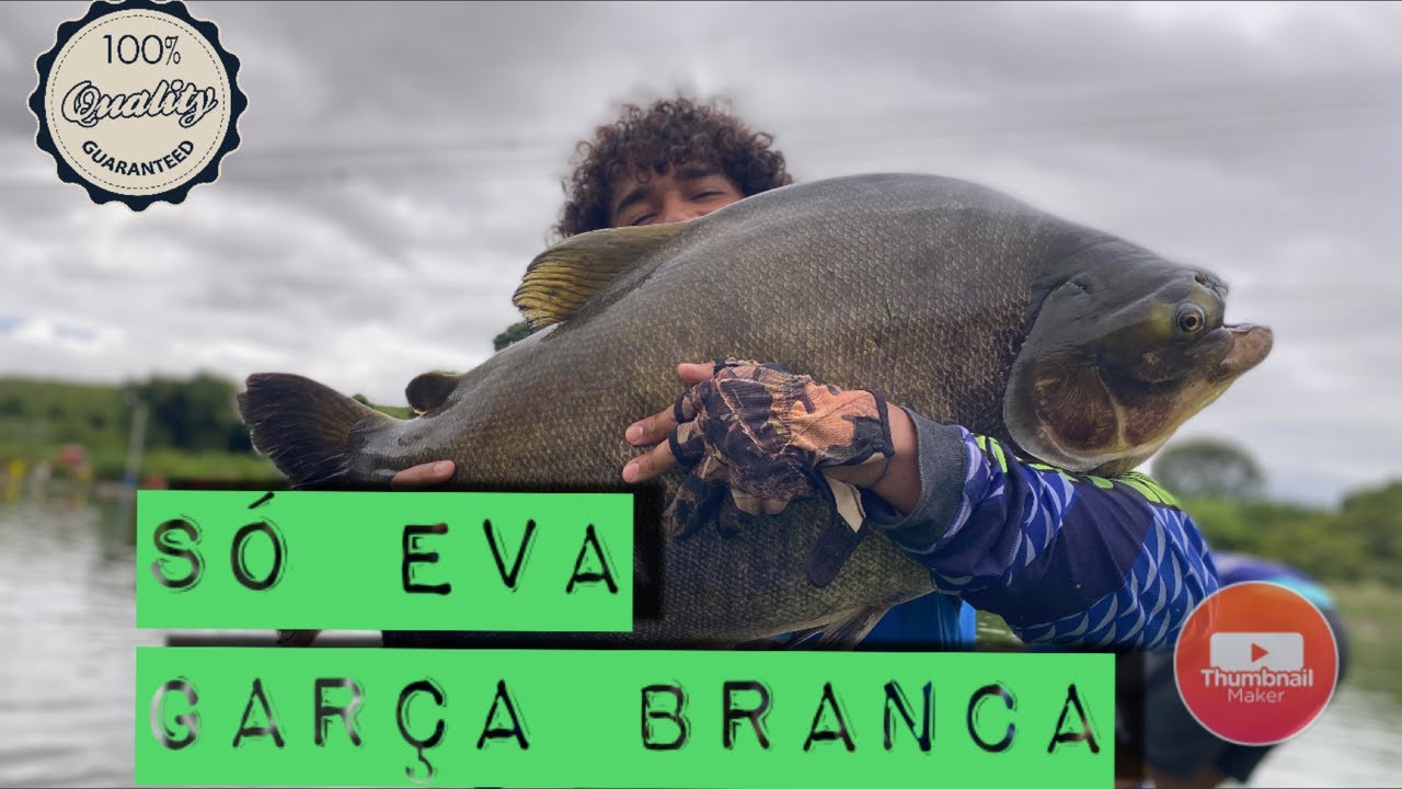 MUITO TAMBA NO EVA
