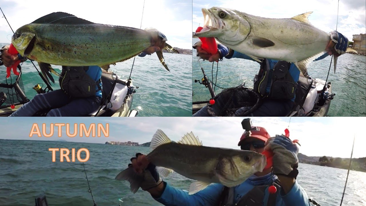Autumn Trio live bait trolling from kayak: dolphinfish, leerfish and sea bass