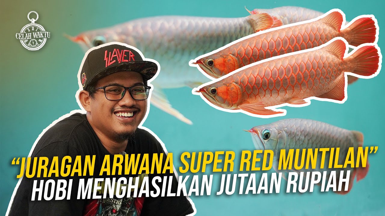 SONGO AROWANA : PUSAT ARWANA SUPER RED MEWAH‼️SUKSES JUAL DENGAN HARGA PULUHAN JUTA RUPIAH‼️