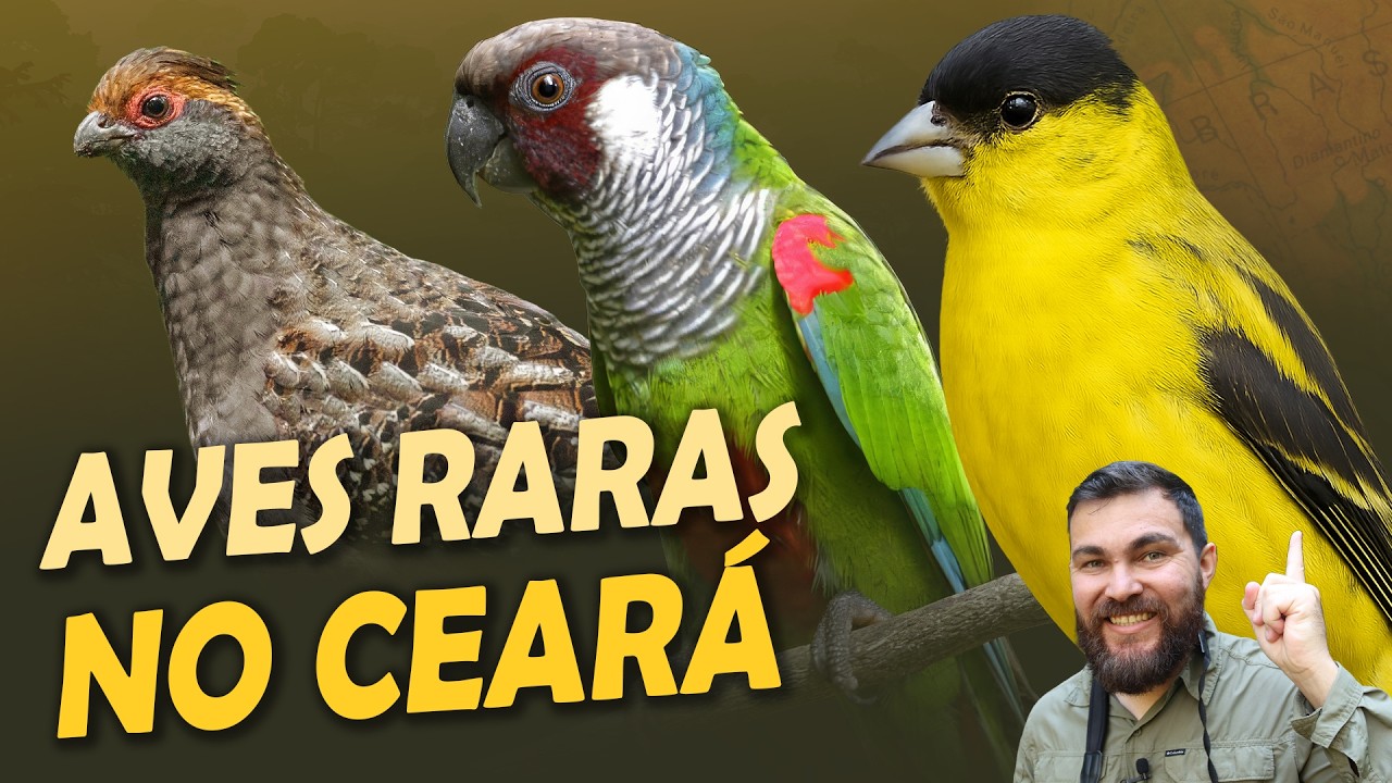 AVES RARAS da MATA ATLÂNTICA CEARENSE | Pintassilgo-do-nordeste, Saíra-militar e mais!