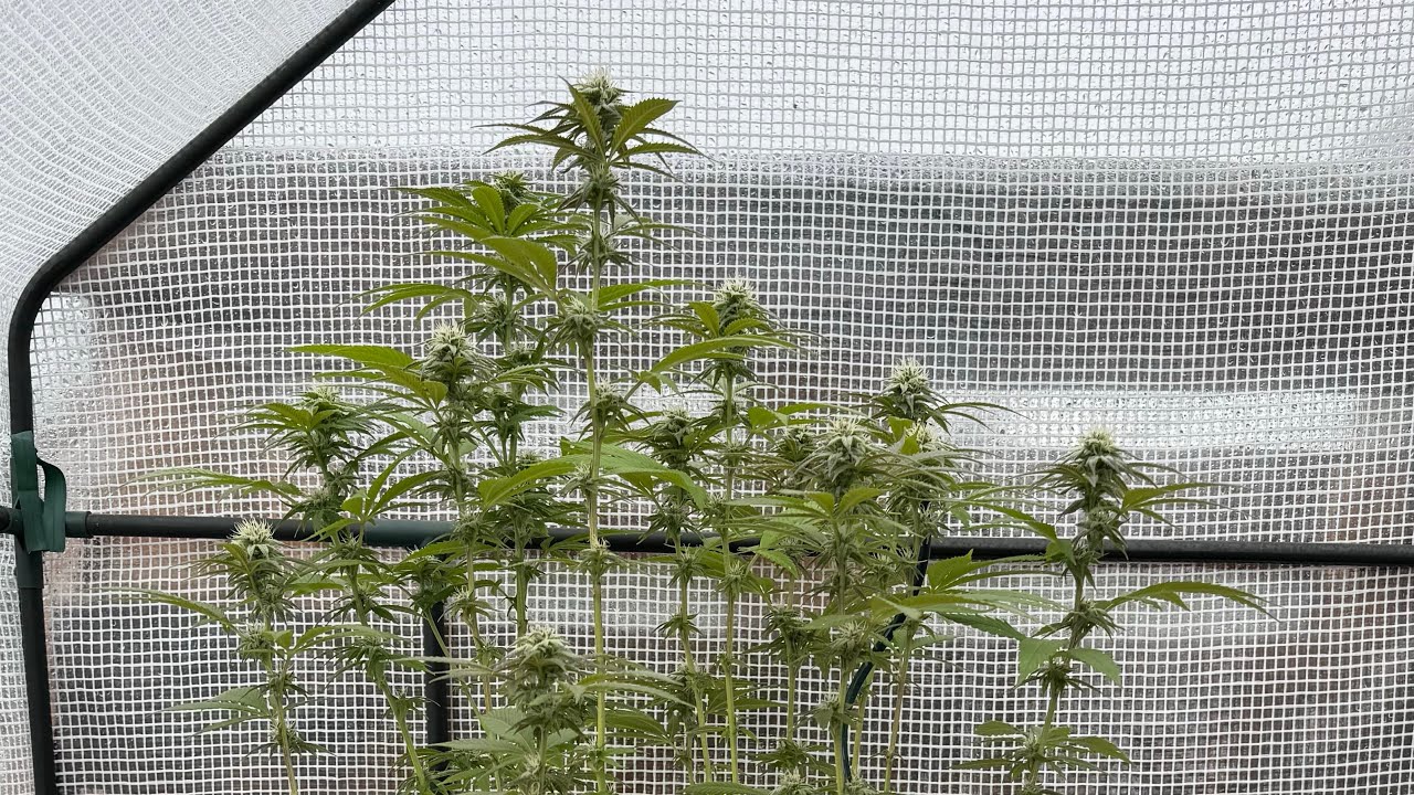 Cannabis Anbau | Lemon Tree 2.0