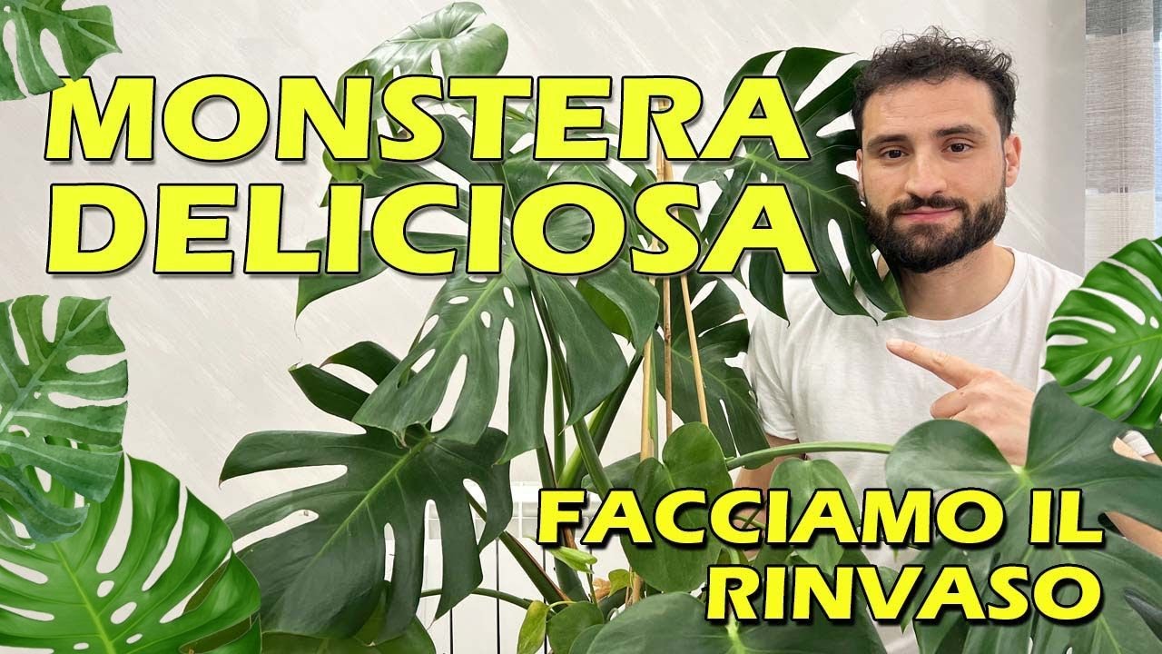 MONSTERA DELICIOSA: COME CURARLA E RINVASARLA IN PRIMAVERA NEL 2025 GUIDA COMPLETA