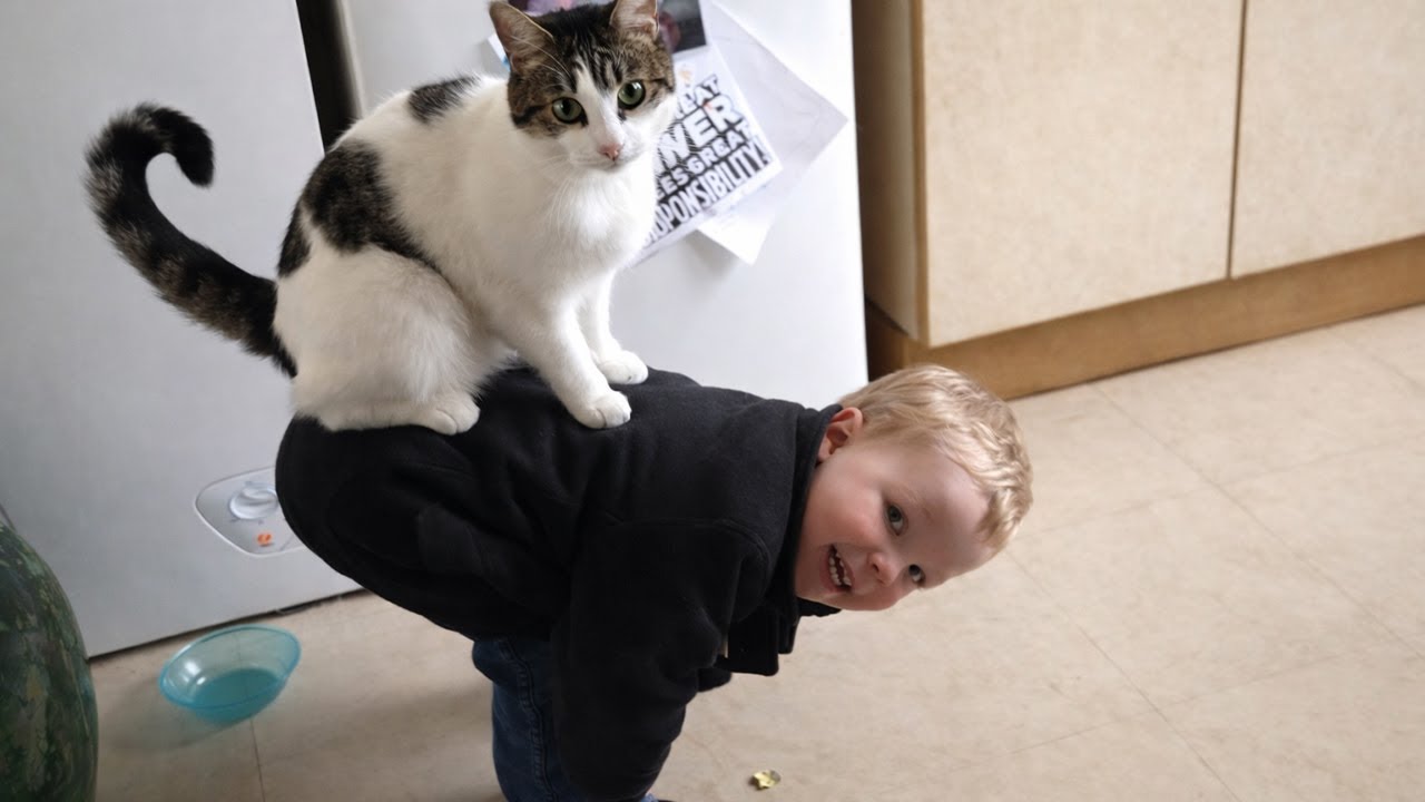 Best video of Cute Babies and Pets - Funny Baby and Pety 😹
