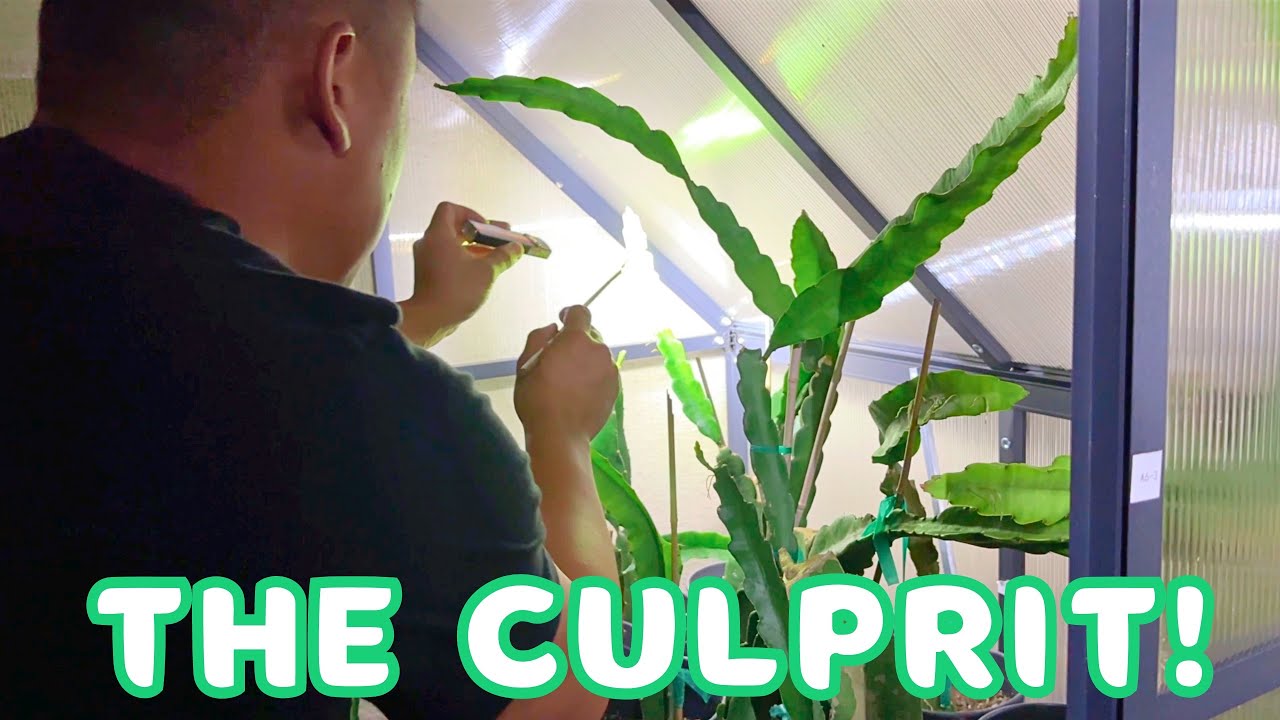 This Nighttime Pest Could Be DESTROYING Your Dragon Fruit!
