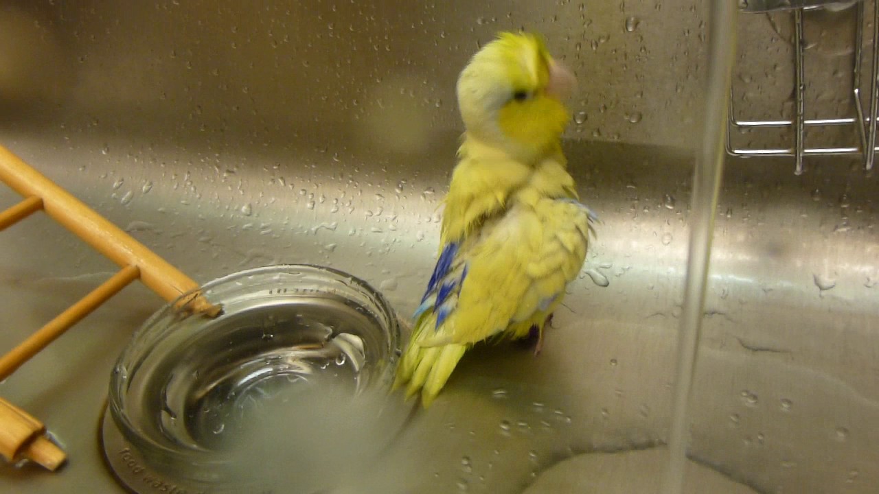 Casey The Parrotlet Loves His Bath 3-2-17