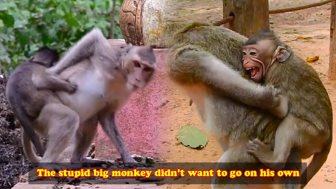 Oh my god, a monkey this big even needs its mother to carry it on its back, what a stupid monkey!