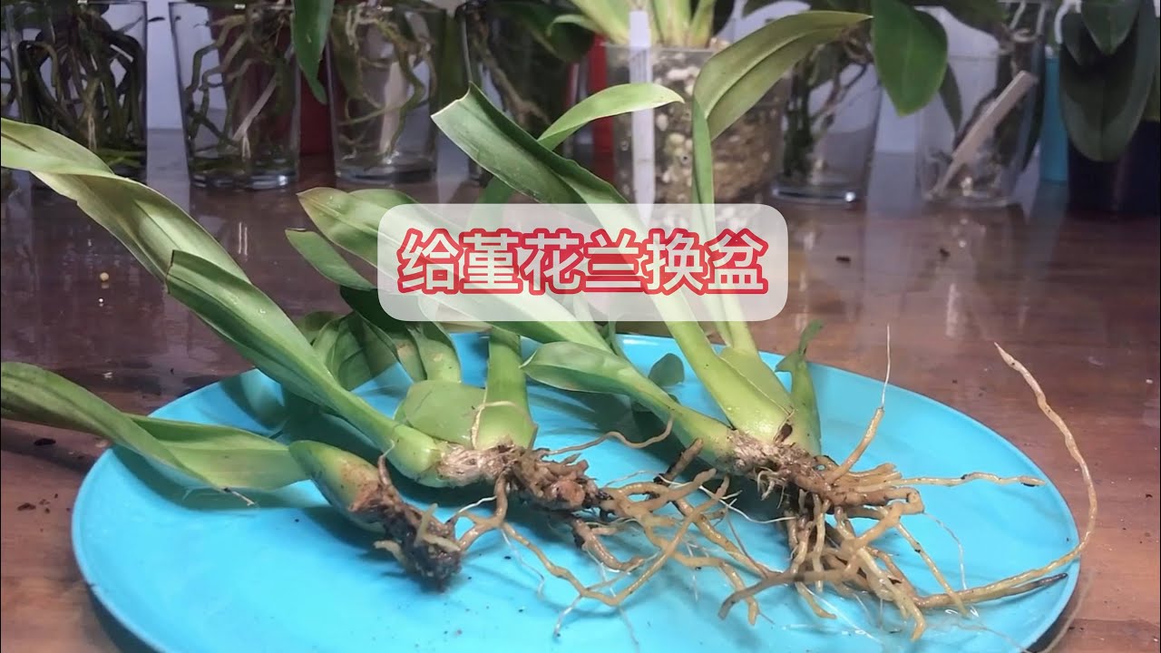 给两颗堇花兰换盆