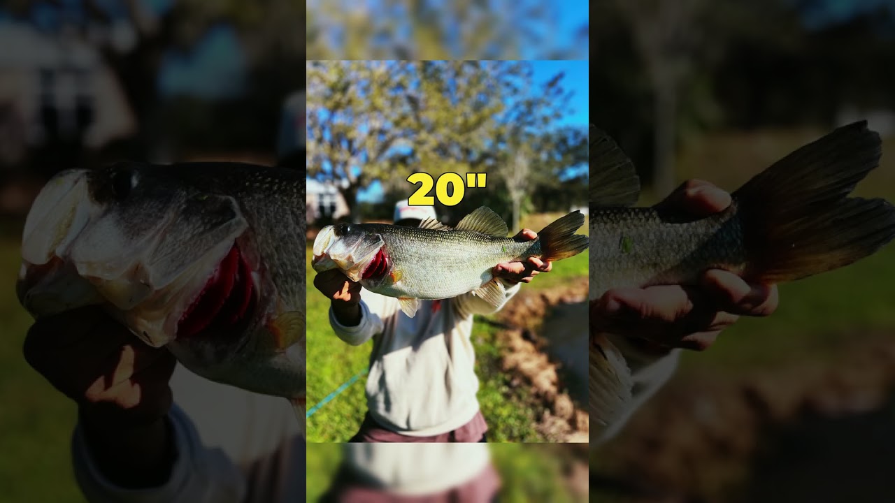 Caught a new PB 20" Large Mouth Bass with the drag set tight! 🎣