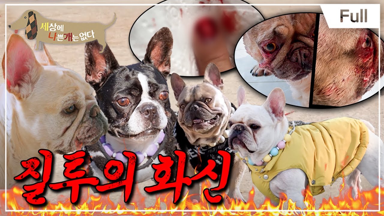 [Full] 세상에 나쁜 개는 없다 - 질투의 화신