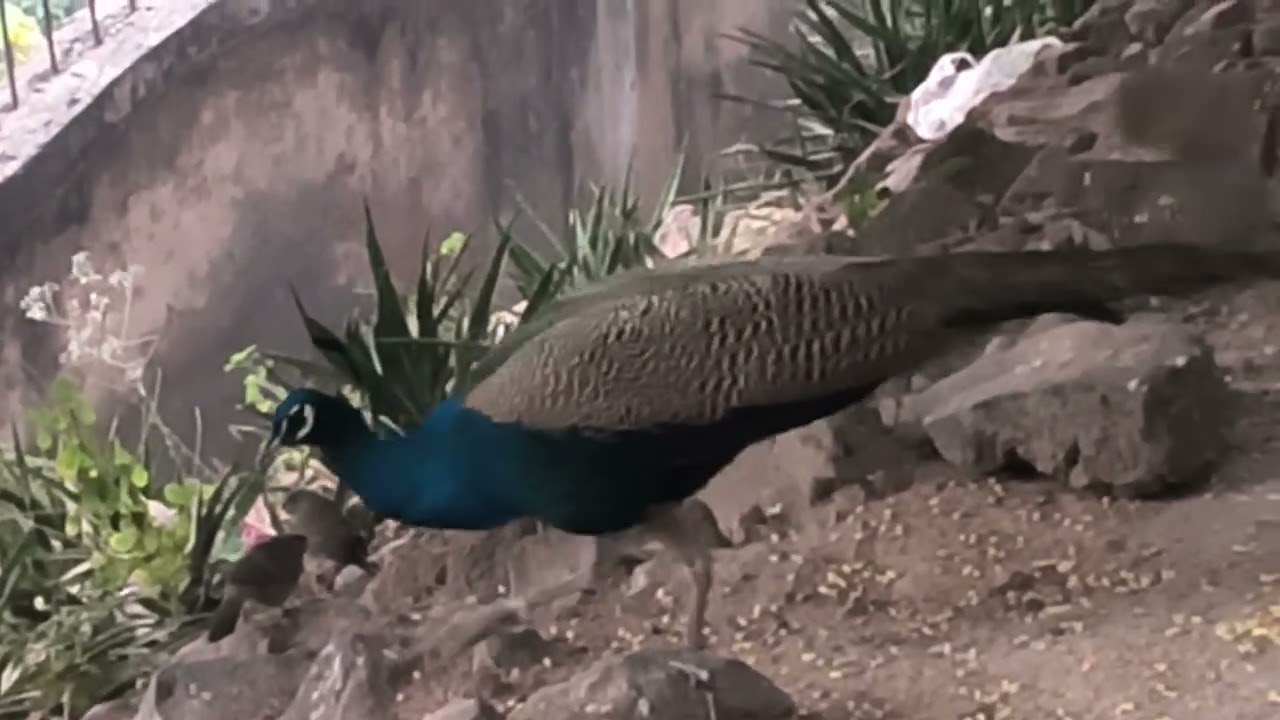 Today the peacock has troubled me.#viral #nature #trending #peacock #popular #entertainment #forest 