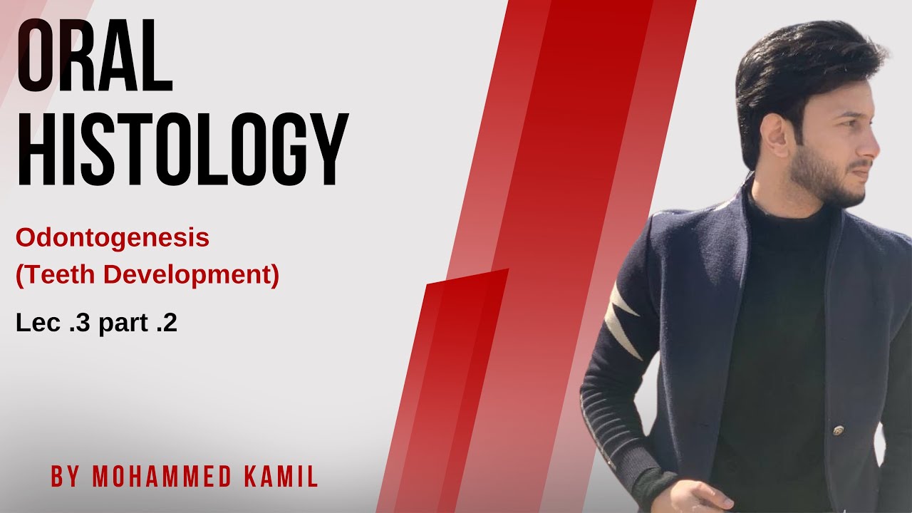 Oral histology lec.3 - part 2 (Tooth development)