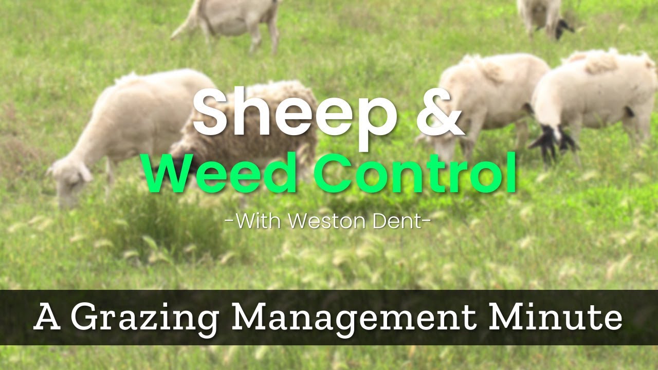 How Sheep Can Help with Weed Control - Grazing Management Minute