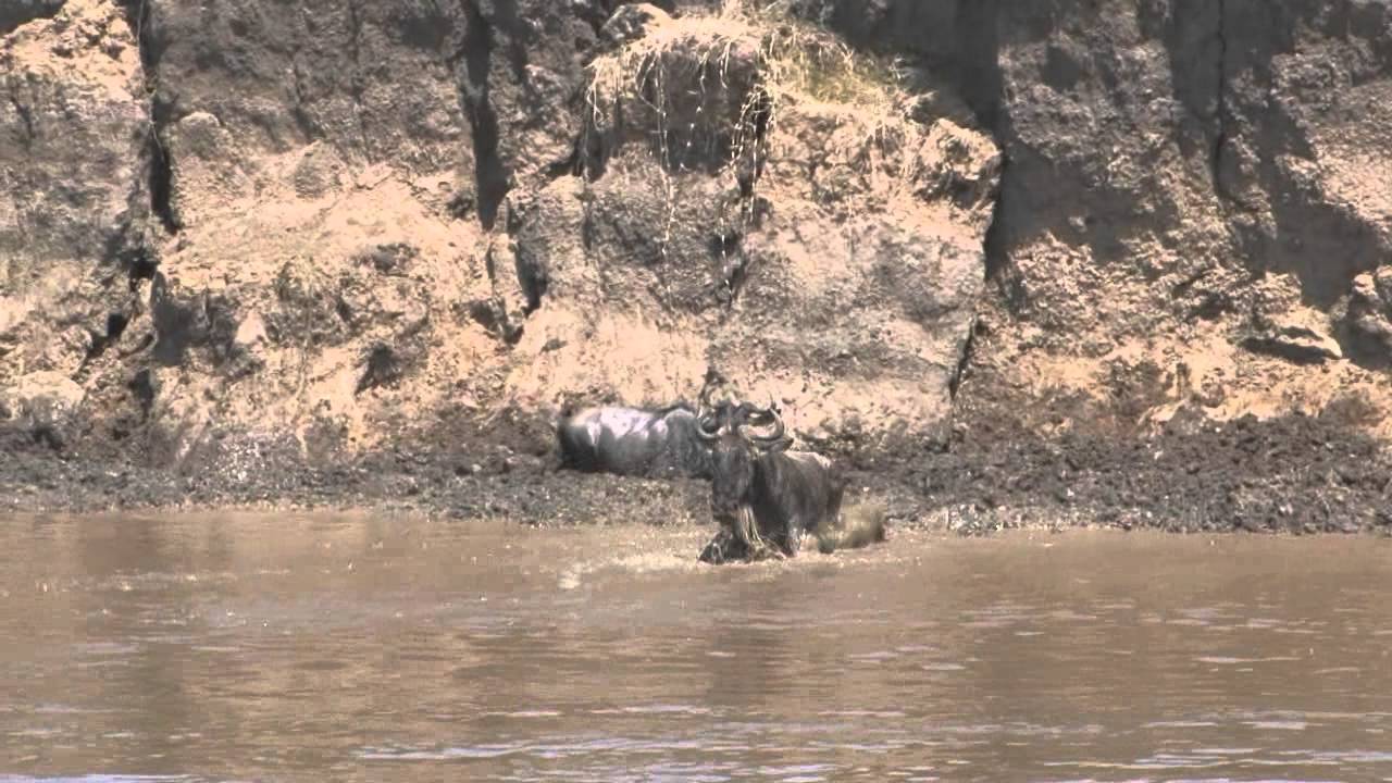 Kenya, Masai Mara, migration des gnous ou 
