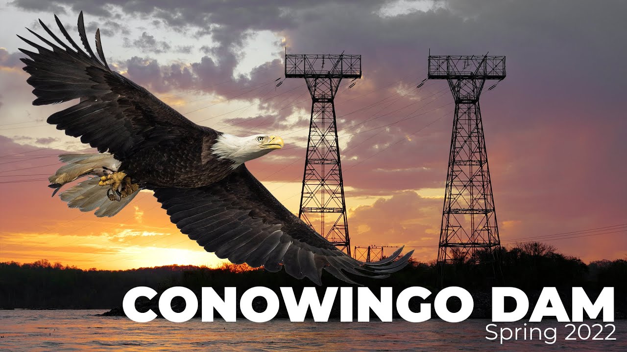 Over 150 Bald Eagles Fish and Fight during the Shad run at the famous Conowingo Dam