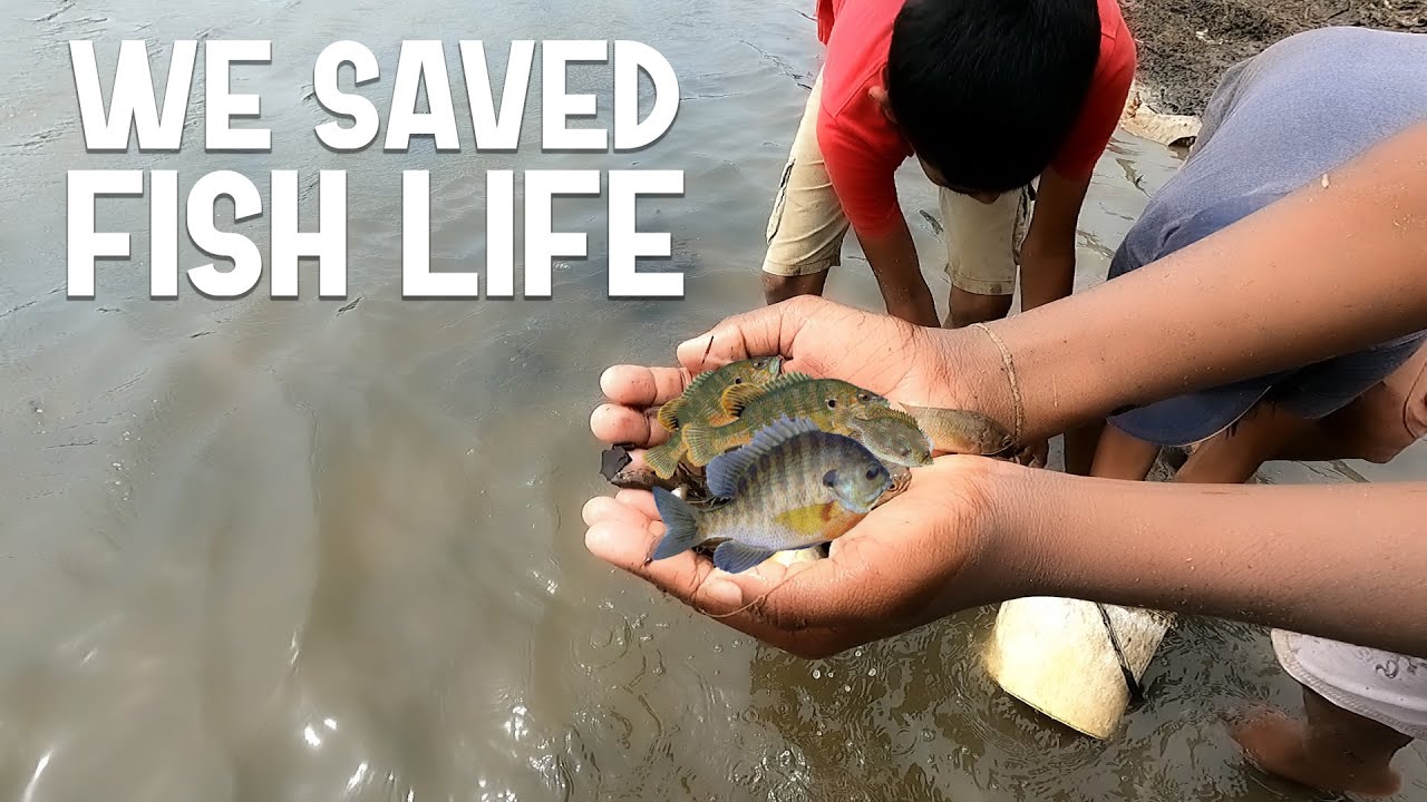 Saving dying fish life | dying fish in mud pit