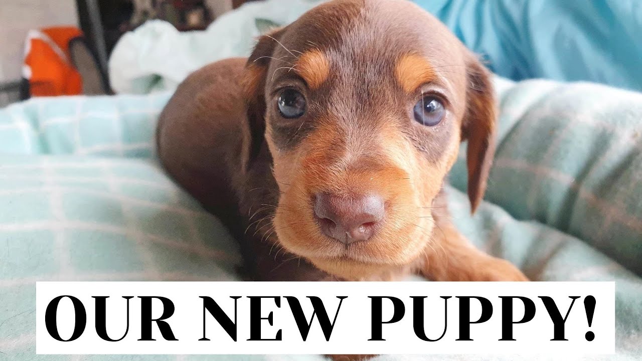 BRINGING HOME OUR DACHSHUND PUPPY!