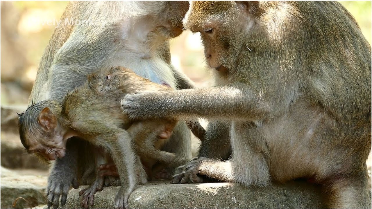 Gladdis Follow Janna Try More Help Clean Janna Wound But Baby Janna React Hurt Cry Scared Movement.
