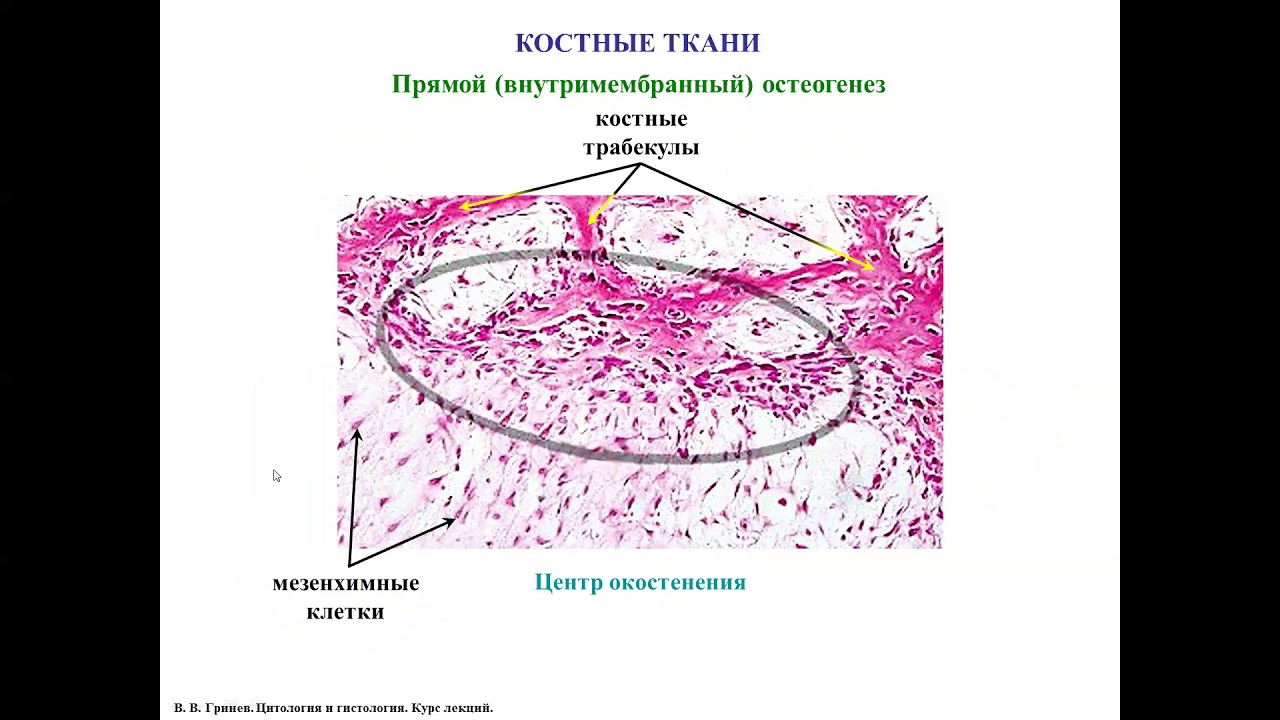 Остеогенез - развитие костных тканей