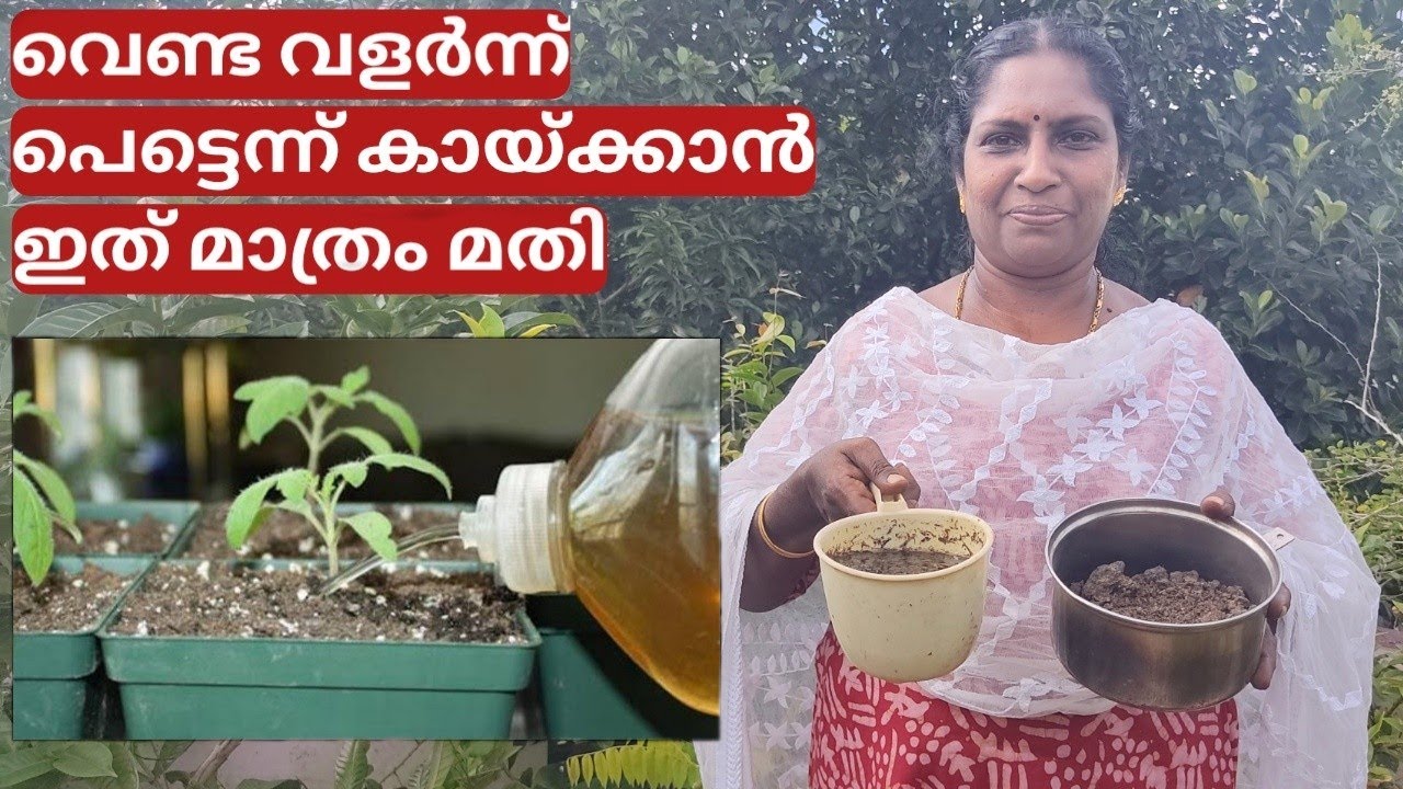 Liquid fertilizer for vegetable plants | വെണ്ട വളർന്ന് പെട്ടെന്ന് കായ്ക്കാൻ ഇത് മാത്രം മതി